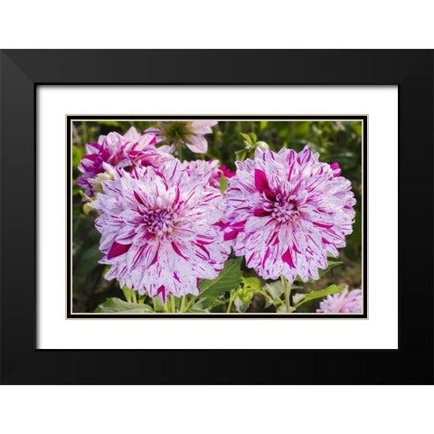 USA, Washington Dahlia flowers in garden Black Modern Wood Framed Art Print with Double Matting by Shimlock, Jones