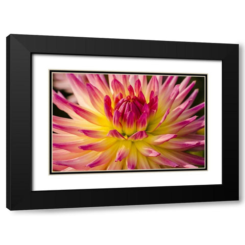 USA, Washington Detail of dahlia flower Black Modern Wood Framed Art Print with Double Matting by Shimlock, Jones