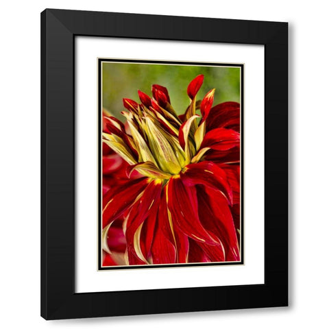 USA, Washington Detail of dahlia flower Black Modern Wood Framed Art Print with Double Matting by Shimlock, Jones