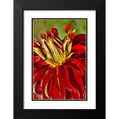 USA, Washington Detail of dahlia flower Black Modern Wood Framed Art Print with Double Matting by Shimlock, Jones