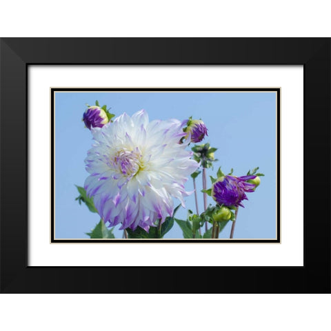Washington Detail of dahlia flowers against sky Black Modern Wood Framed Art Print with Double Matting by Shimlock, Jones