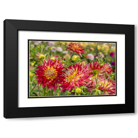 USA, Washington Dahlia flowers in garden Black Modern Wood Framed Art Print with Double Matting by Shimlock, Jones