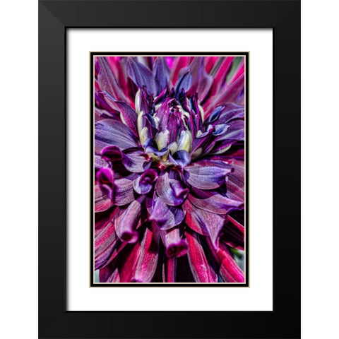 USA, Washington Detail of dahlia flower Black Modern Wood Framed Art Print with Double Matting by Shimlock, Jones