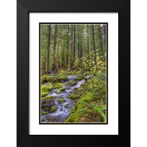 USA, Washington Cascading stream in Olympia NP Black Modern Wood Framed Art Print with Double Matting by Shimlock, Jones