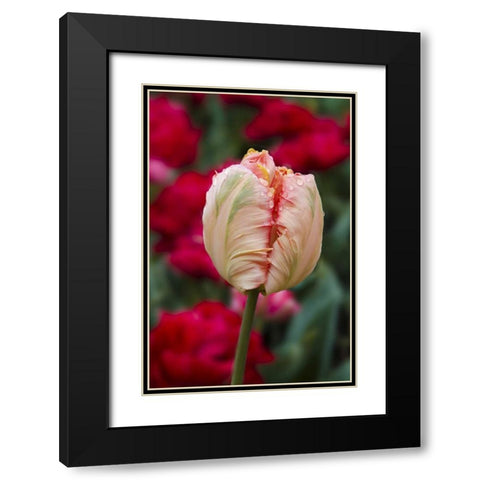 USA, Washington Tulip bud begins to open Black Modern Wood Framed Art Print with Double Matting by Shimlock, Jones