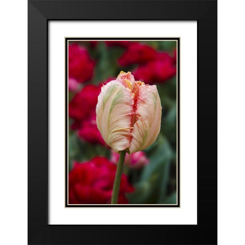 USA, Washington Tulip bud begins to open Black Modern Wood Framed Art Print with Double Matting by Shimlock, Jones