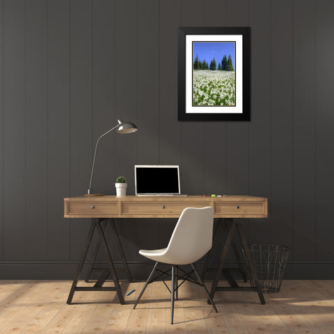 WA, Olympia NP High-altitude lilies in bloom Black Modern Wood Framed Art Print with Double Matting by Shimlock, Jones