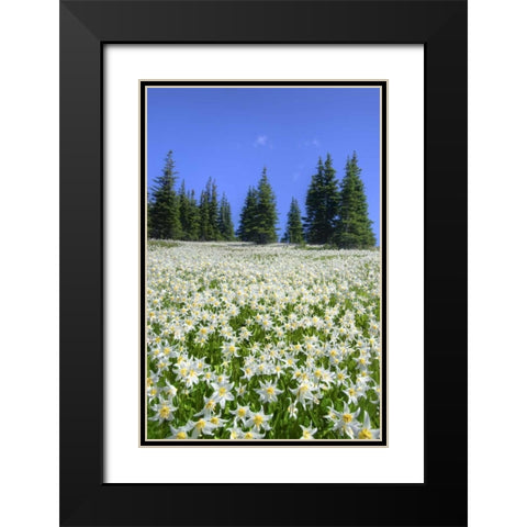WA, Olympia NP High-altitude lilies in bloom Black Modern Wood Framed Art Print with Double Matting by Shimlock, Jones