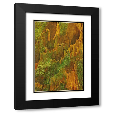 Washington, Olympic NP Hemlock bark with moss Black Modern Wood Framed Art Print with Double Matting by Bush, Marie