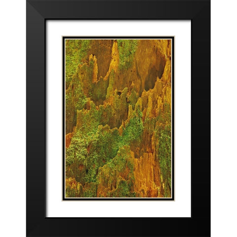 Washington, Olympic NP Hemlock bark with moss Black Modern Wood Framed Art Print with Double Matting by Bush, Marie