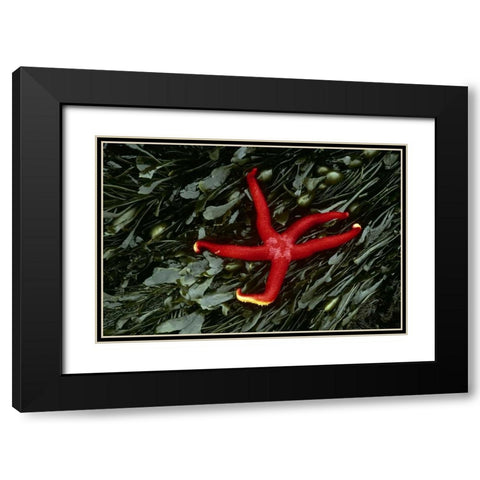 WA, Tongue Point Sea star and kelp in tide pool Black Modern Wood Framed Art Print with Double Matting by Bush, Marie
