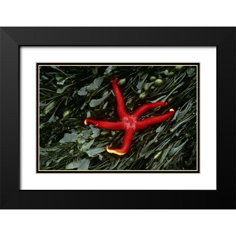 WA, Tongue Point Sea star and kelp in tide pool Black Modern Wood Framed Art Print with Double Matting by Bush, Marie