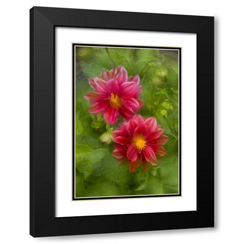 USA, Washington, Whidbey Island Dahlia montage Black Modern Wood Framed Art Print with Double Matting by Bush, Marie