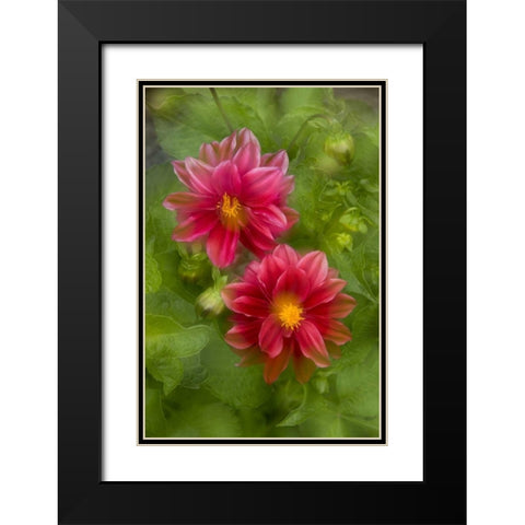 USA, Washington, Whidbey Island Dahlia montage Black Modern Wood Framed Art Print with Double Matting by Bush, Marie