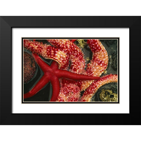 WA, Tongue Point Seastars in tide pool Black Modern Wood Framed Art Print with Double Matting by Bush, Marie