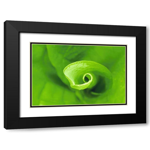 WA, Olympic NP Unfurling skunk cabbage leaf Black Modern Wood Framed Art Print with Double Matting by Bush, Marie