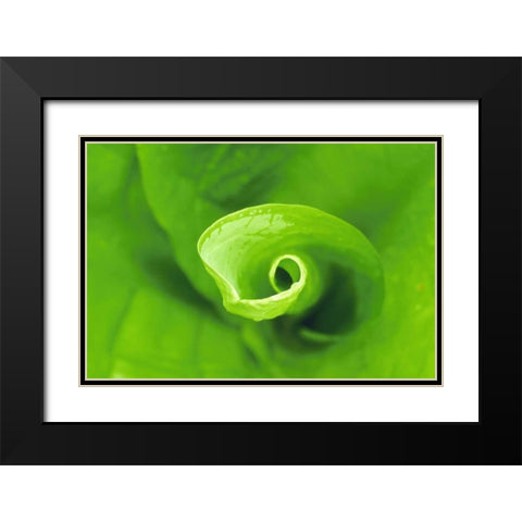 WA, Olympic NP Unfurling skunk cabbage leaf Black Modern Wood Framed Art Print with Double Matting by Bush, Marie