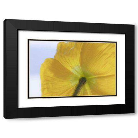 Washington, Seabeck Underside of poppy flower Black Modern Wood Framed Art Print with Double Matting by Paulson, Don