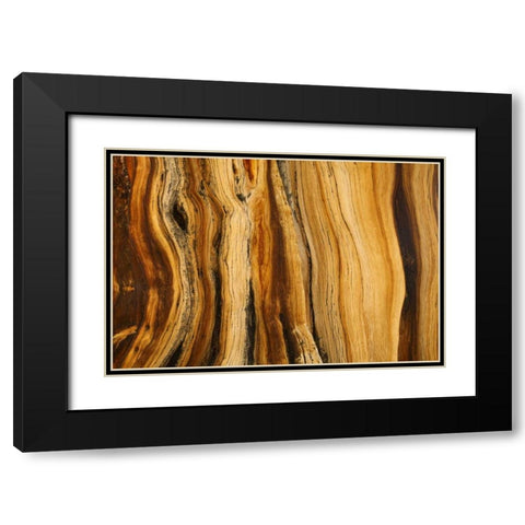 CA, White Mts Wilderness Bristlecone pine wood Black Modern Wood Framed Art Print with Double Matting by Paulson, Don