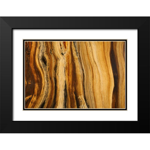 CA, White Mts Wilderness Bristlecone pine wood Black Modern Wood Framed Art Print with Double Matting by Paulson, Don
