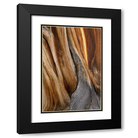 CA, White Mts Wilderness Bristlecone pine wood Black Modern Wood Framed Art Print with Double Matting by Paulson, Don