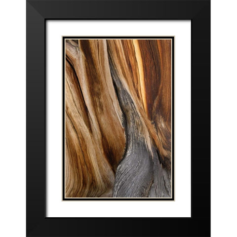 CA, White Mts Wilderness Bristlecone pine wood Black Modern Wood Framed Art Print with Double Matting by Paulson, Don