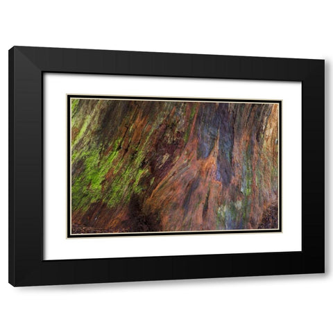 Washington, Olympic NP Rotten stump with moss Black Modern Wood Framed Art Print with Double Matting by Paulson, Don