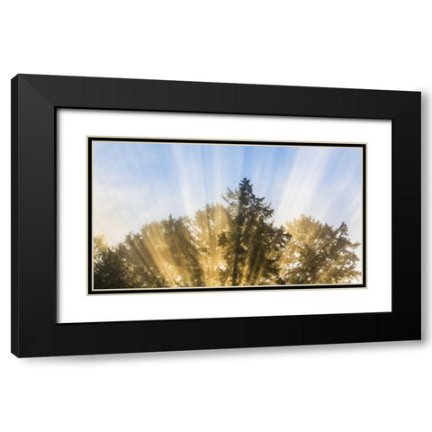 Washington, Seabeck Sun rays through fir trees Black Modern Wood Framed Art Print with Double Matting by Paulson, Don