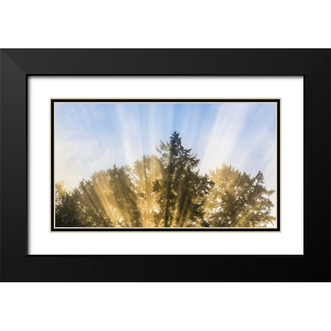 Washington, Seabeck Sun rays through fir trees Black Modern Wood Framed Art Print with Double Matting by Paulson, Don