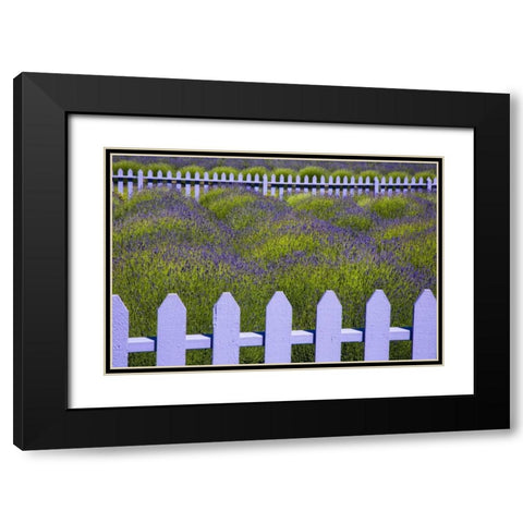 WA, Sequim Field of lavender with picket fence Black Modern Wood Framed Art Print with Double Matting by Carter, Jean