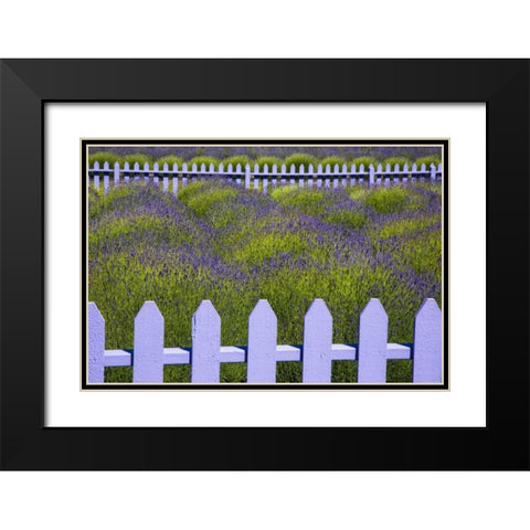 WA, Sequim Field of lavender with picket fence Black Modern Wood Framed Art Print with Double Matting by Carter, Jean
