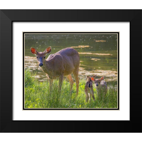 Washington, Seabeck Blacktail deer with fawns Black Modern Wood Framed Art Print with Double Matting by Paulson, Don