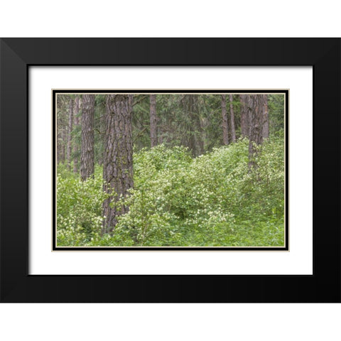 Washington, Palouse Hills, flowering ninebark Black Modern Wood Framed Art Print with Double Matting by Paulson, Don