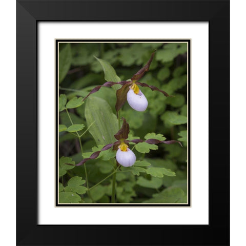 WA, Kamiak Butte Co Park Lady slipper orchids Black Modern Wood Framed Art Print with Double Matting by Paulson, Don