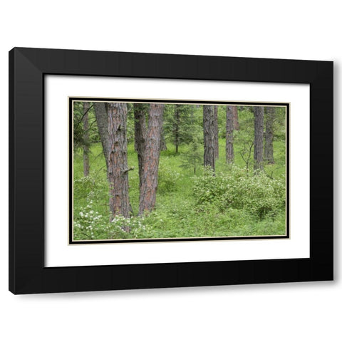 Washington, Palouse Hills, flowering ninebark Black Modern Wood Framed Art Print with Double Matting by Paulson, Don