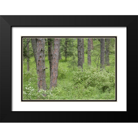 Washington, Palouse Hills, flowering ninebark Black Modern Wood Framed Art Print with Double Matting by Paulson, Don