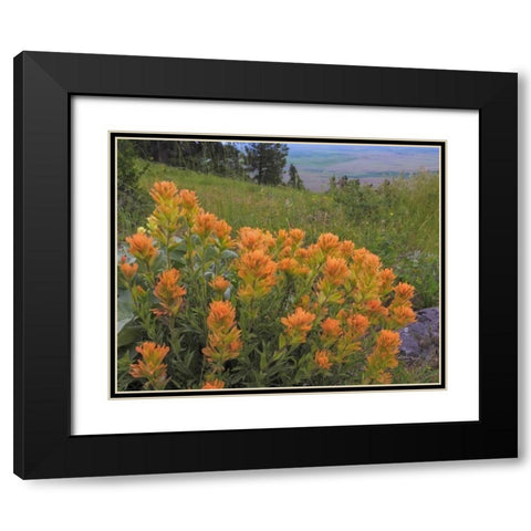WA, Kamiak Butte Co Park Indian paintbrush Black Modern Wood Framed Art Print with Double Matting by Paulson, Don