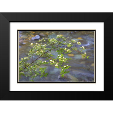 Washington Red osier dogwood over Teanaway River Black Modern Wood Framed Art Print with Double Matting by Paulson, Don
