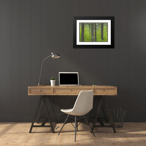 WA, Gifford Pinchot NF Tree trunks in a forest Black Modern Wood Framed Art Print with Double Matting by Paulson, Don