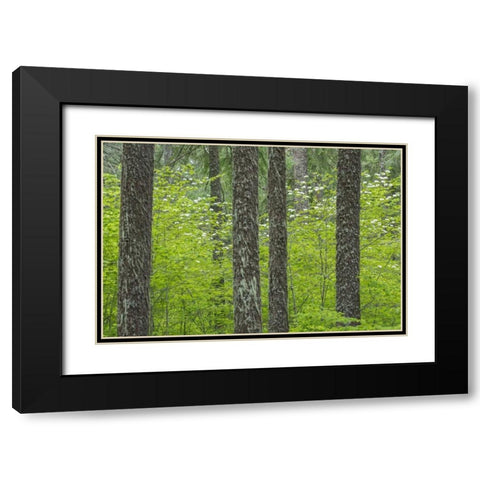 WA, Gifford Pinchot NF Tree trunks in a forest Black Modern Wood Framed Art Print with Double Matting by Paulson, Don