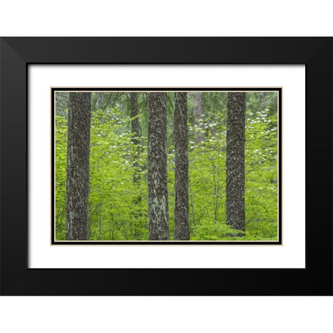 WA, Gifford Pinchot NF Tree trunks in a forest Black Modern Wood Framed Art Print with Double Matting by Paulson, Don