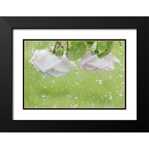 USA, Washington State, Seabeck Roses in rainfall Black Modern Wood Framed Art Print with Double Matting by Paulson, Don