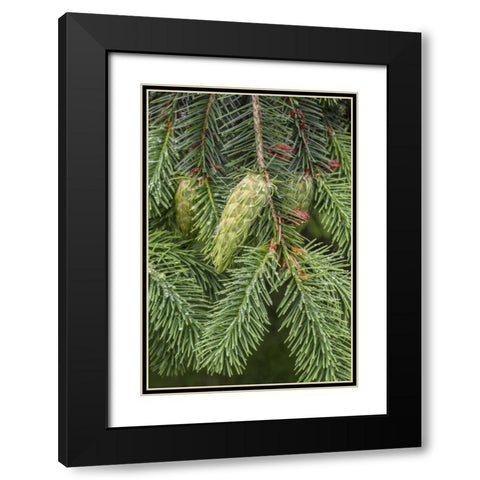 Washington State, Seabeck Douglas fir cones Black Modern Wood Framed Art Print with Double Matting by Paulson, Don