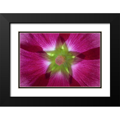 Washington, Seabeck Hollyhock blossom composite Black Modern Wood Framed Art Print with Double Matting by Paulson, Don