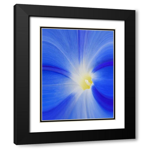 Washington State, Palouse A morning glory flower Black Modern Wood Framed Art Print with Double Matting by Flaherty, Dennis