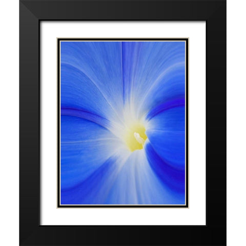 Washington State, Palouse A morning glory flower Black Modern Wood Framed Art Print with Double Matting by Flaherty, Dennis