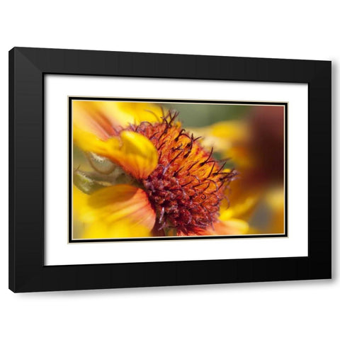 Washington State, Palouse A sunflower Black Modern Wood Framed Art Print with Double Matting by Flaherty, Dennis