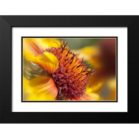 Washington State, Palouse A sunflower Black Modern Wood Framed Art Print with Double Matting by Flaherty, Dennis