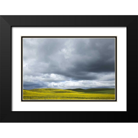 WA, Palouse Canola field on a stormy day Black Modern Wood Framed Art Print with Double Matting by Flaherty, Dennis