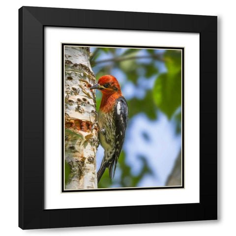Washington, Seabeck Red-breasted sapsucker Black Modern Wood Framed Art Print with Double Matting by Paulson, Don